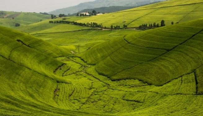 Rwanda’s Agricultural and Livestock Exports Surpass $1.1 Billion for the First Time