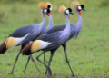 Protecting Wildlife Is an Investment in the Future