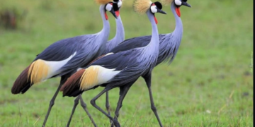 Protecting Wildlife Is an Investment in the Future
