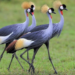 Protecting Wildlife Is an Investment in the Future