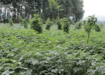 Rwanda to Cultivate 765,000 Hectares in 2027A Season