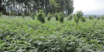 Rwanda to Cultivate 765,000 Hectares in 2027A Season
