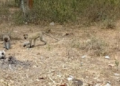 Nyagatare: Residents Say Monkeys Are Preventing Them from Harvesting Their Crops