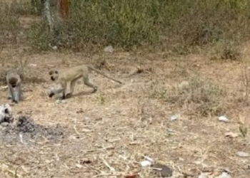 Nyagatare: Residents Say Monkeys Are Preventing Them from Harvesting Their Crops