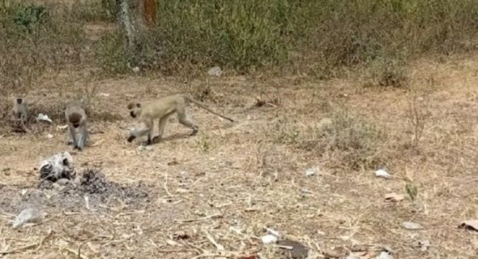 Nyagatare: Residents Say Monkeys Are Preventing Them from Harvesting Their Crops
