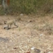 Nyagatare: Residents Say Monkeys Are Preventing Them from Harvesting Their Crops