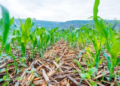 $5 Million to Be Invested as RICA Launches Conservation Agriculture Initiative