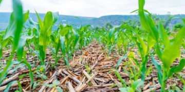 $5 Million to Be Invested as RICA Launches Conservation Agriculture Initiative