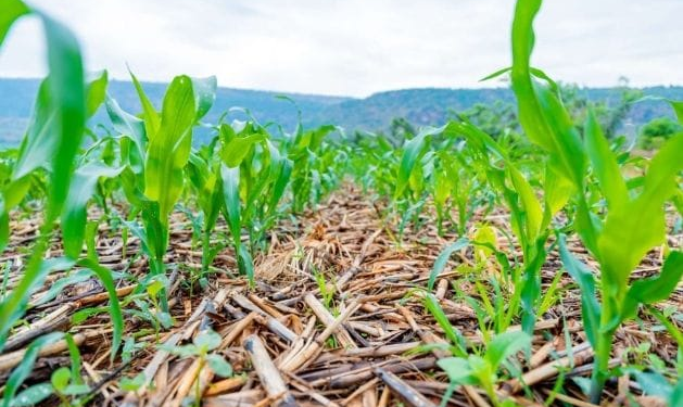 $5 Million to Be Invested as RICA Launches Conservation Agriculture Initiative