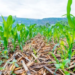 $5 Million to Be Invested as RICA Launches Conservation Agriculture Initiative
