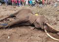 Kenya: Two Farmers Arrested Over Suspected Poisoning of Elephants