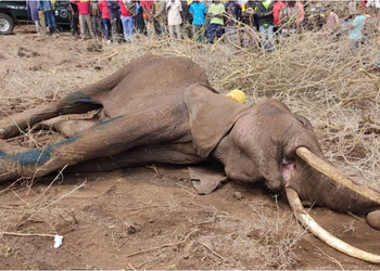 Kenya: Two Farmers Arrested Over Suspected Poisoning of Elephants