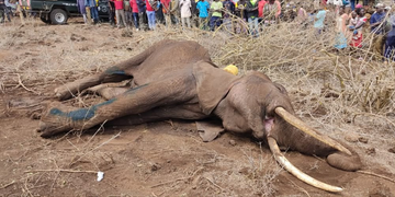 Kenya: Two Farmers Arrested Over Suspected Poisoning of Elephants