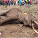 Kenya: Two Farmers Arrested Over Suspected Poisoning of Elephants