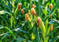 Ngoma: Nearly 21,000 Hectares of Maize Cultivation in 2027A Season