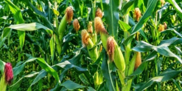 Ngoma: Nearly 21,000 Hectares of Maize Cultivation in 2027A Season
