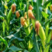 Ngoma: Nearly 21,000 Hectares of Maize Cultivation in 2027A Season