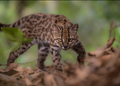 Small Leopardus tilcayo wild cat with yellowish-brown spotted fur in the Yungas cloud forest of Bolivia