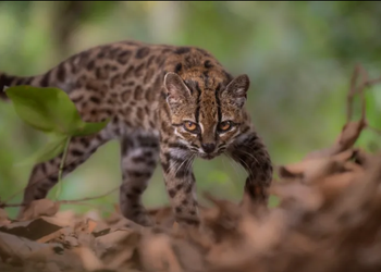 Small Leopardus tilcayo wild cat with yellowish-brown spotted fur in the Yungas cloud forest of Bolivia