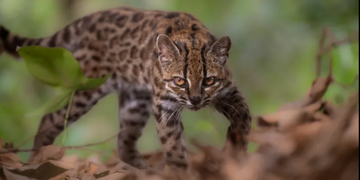 Small Leopardus tilcayo wild cat with yellowish-brown spotted fur in the Yungas cloud forest of Bolivia