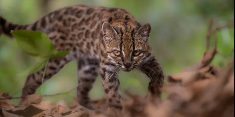 Small Leopardus tilcayo wild cat with yellowish-brown spotted fur in the Yungas cloud forest of Bolivia