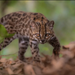 Small Leopardus tilcayo wild cat with yellowish-brown spotted fur in the Yungas cloud forest of Bolivia
