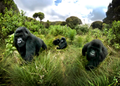 Rwanda’s Mountain Gorillas Ranked the World’s Top Wildlife Experience