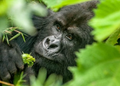 Gorilla Tourism Alone Generated Nearly $46 Million for Rwanda in Three Months