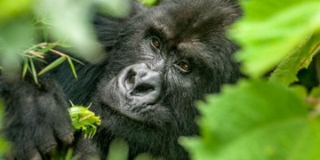 Gorilla Tourism Alone Generated Nearly $46 Million for Rwanda in Three Months