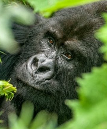 Gorilla Tourism Alone Generated Nearly $46 Million for Rwanda in Three Months