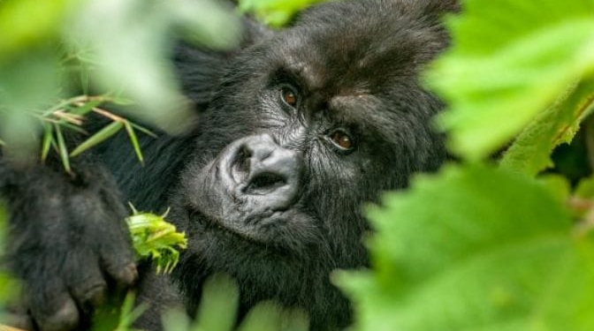 Gorilla Tourism Alone Generated Nearly $46 Million for Rwanda in Three Months