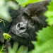 Gorilla Tourism Alone Generated Nearly $46 Million for Rwanda in Three Months