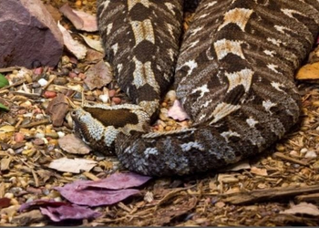 What to Do After Being Bitten by a Snake