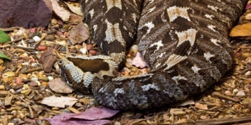 What to Do After Being Bitten by a Snake