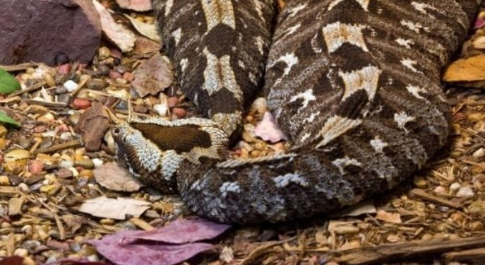 What to Do After Being Bitten by a Snake