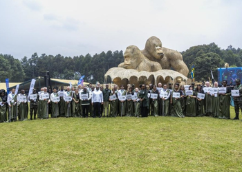 Kwita Izina 21: Musanze Comes Alive as Rwanda Celebrates Gorillas and Conservation