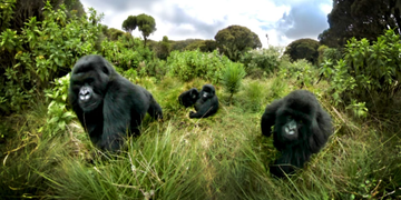 Rwanda’s Mountain Gorillas Ranked the World’s Top Wildlife Experience
