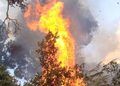 Nyaruguru: Beekeeper Blamed for Nyungwe National Park Fire