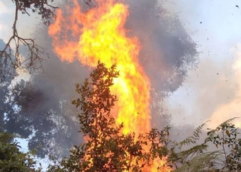 Nyaruguru: Beekeeper Blamed for Nyungwe National Park Fire