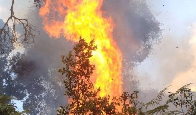 Nyaruguru: Beekeeper Blamed for Nyungwe National Park Fire