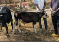 Southern Province: 11 Suspected Livestock Thieves Arrested