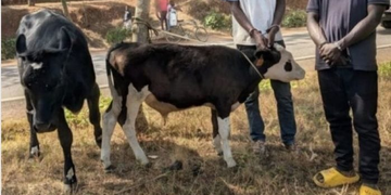 Southern Province: 11 Suspected Livestock Thieves Arrested
