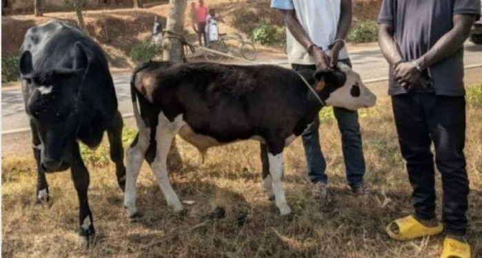 Southern Province: 11 Suspected Livestock Thieves Arrested