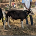 Southern Province: 11 Suspected Livestock Thieves Arrested