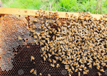 Tanzania: Bee Venom, a Popular but Controversial Treatment