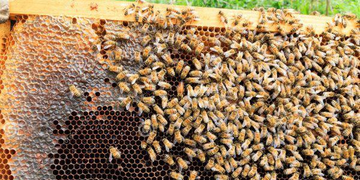 Tanzania: Bee Venom, a Popular but Controversial Treatment