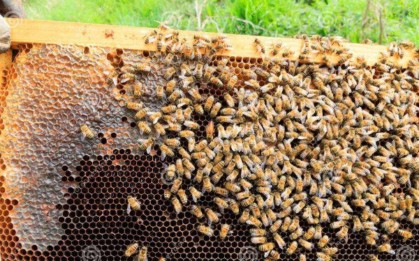 Tanzania: Bee Venom, a Popular but Controversial Treatment