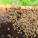 Tanzania: Bee Venom, a Popular but Controversial Treatment