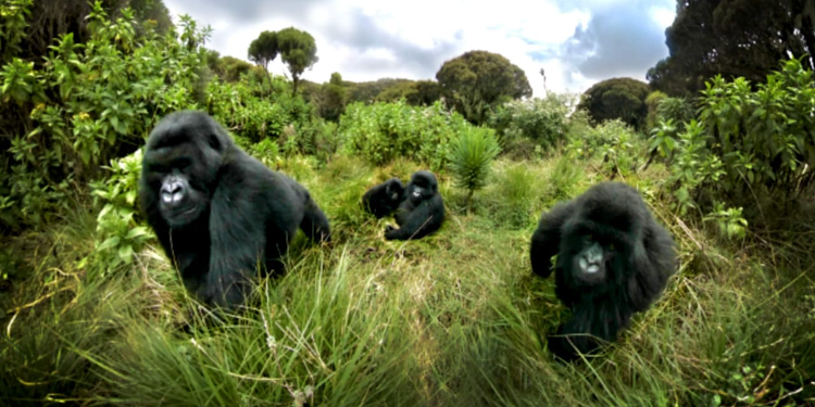 Rwanda’s Mountain Gorillas Ranked the World’s Top Wildlife Experience