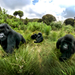 Rwanda’s Mountain Gorillas Ranked the World’s Top Wildlife Experience